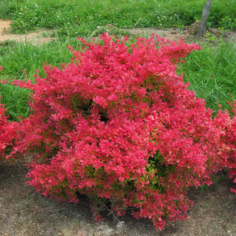 Sunjoy Neo® Barberry (Berberis) - Image 4