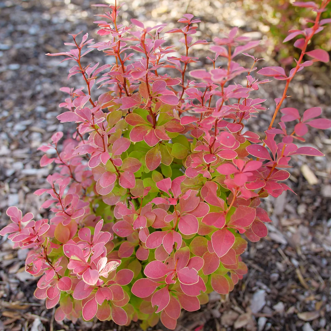 Sunjoy Orange Pillar™ Barberry (Berberis) - Image 3