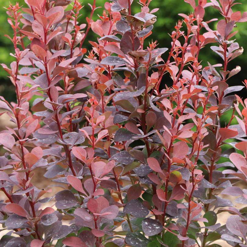 Sunjoy Plum Pillar™ Barberry (Berberis) - Image 2