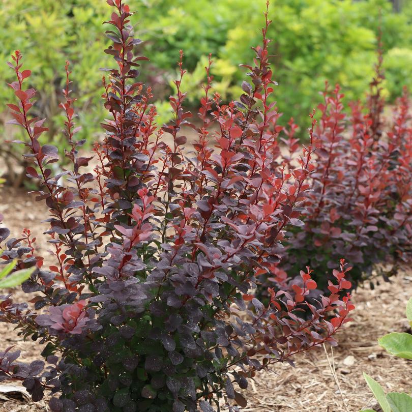 Sunjoy Plum Pillar™ Barberry (Berberis) - Image 3