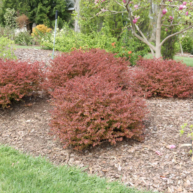Sunjoy Really Red™ Barberry (Berberis) - Image 3