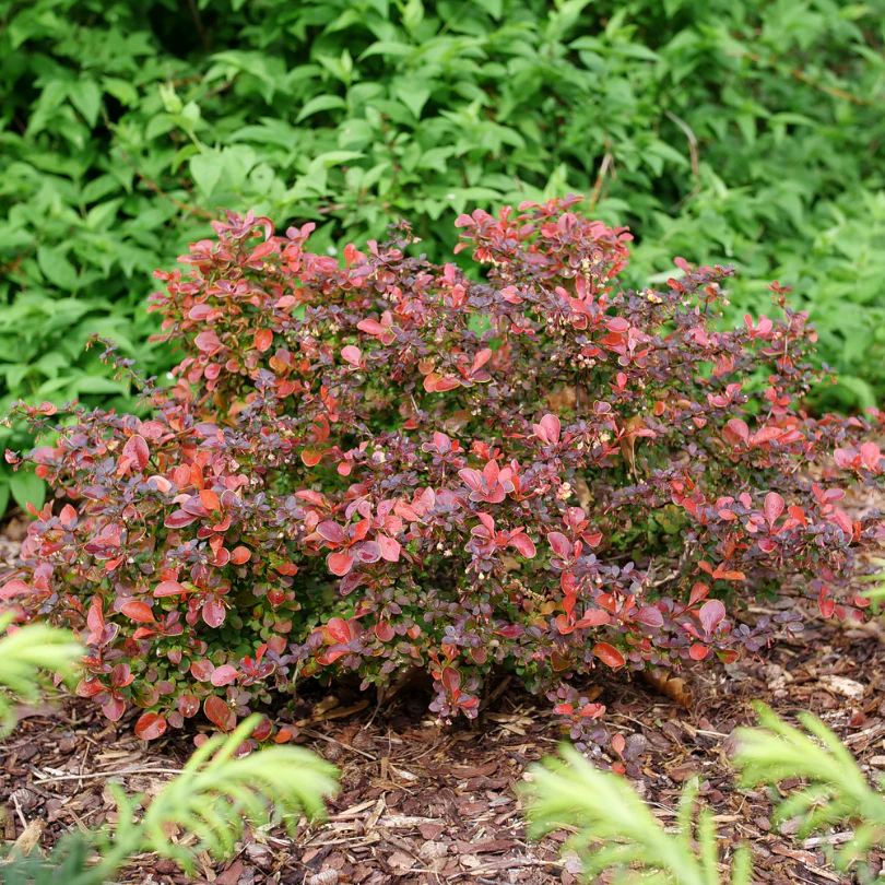 Sunjoy Really Red™ Barberry (Berberis) - Image 5