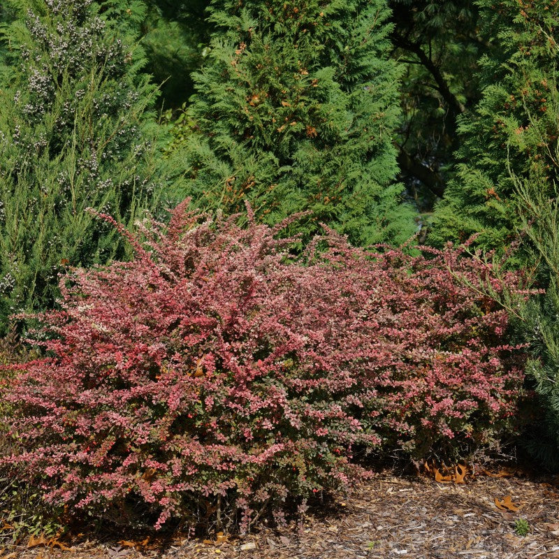 Sunjoy Sequins® Barberry (Berberis) - Image 3