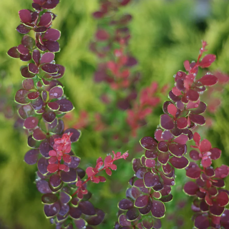 Sunjoy® Tangelo™ Barberry (Berberis) - Image 3