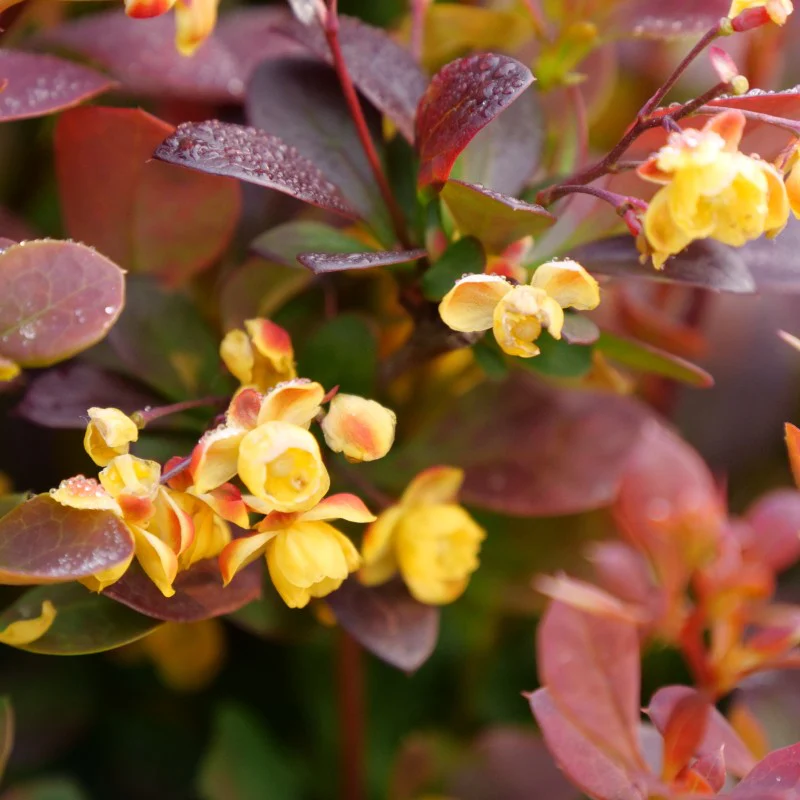 Sunjoy Todo® Barberry (Berberis) - Image 3