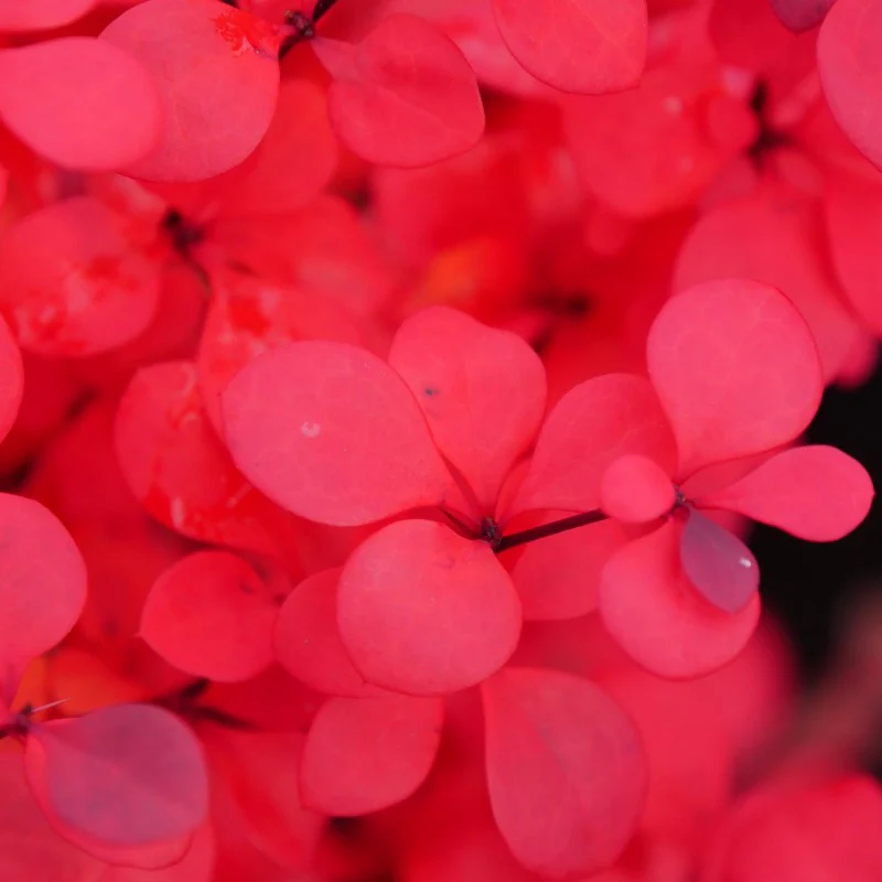 Sunjoy Todo® Barberry (Berberis) - Image 4