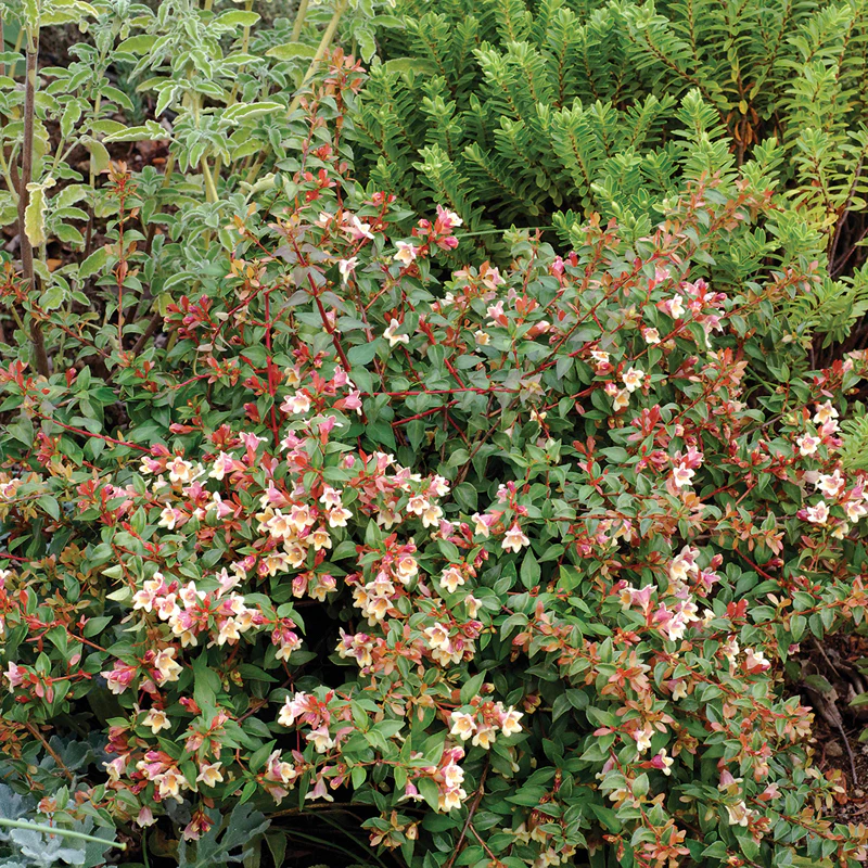 Sunny Anniversary® Abelia - Image 3