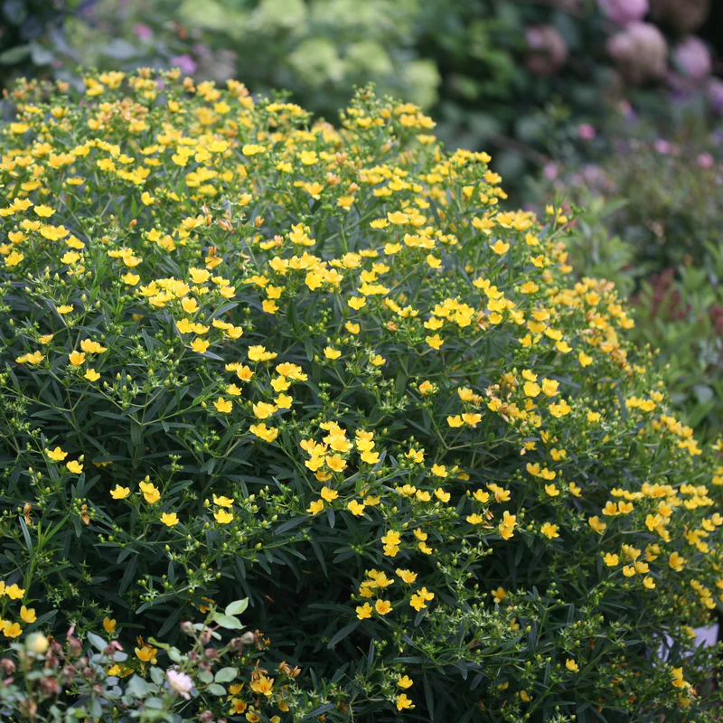 Sunny BoulevardĀ® St. John's Wort (Hypericum)
