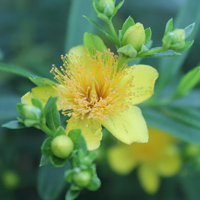 Sunny BoulevardĀ® St. John's Wort (Hypericum) - Image 2