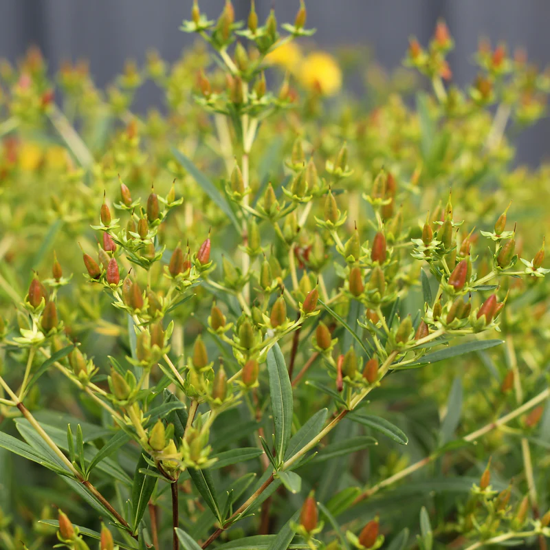 Sunny BoulevardĀ® St. John's Wort (Hypericum) - Image 3