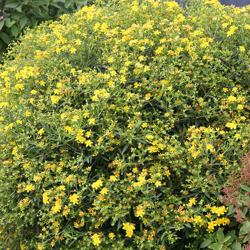 Sunny BoulevardĀ® St. John's Wort (Hypericum) - Image 4