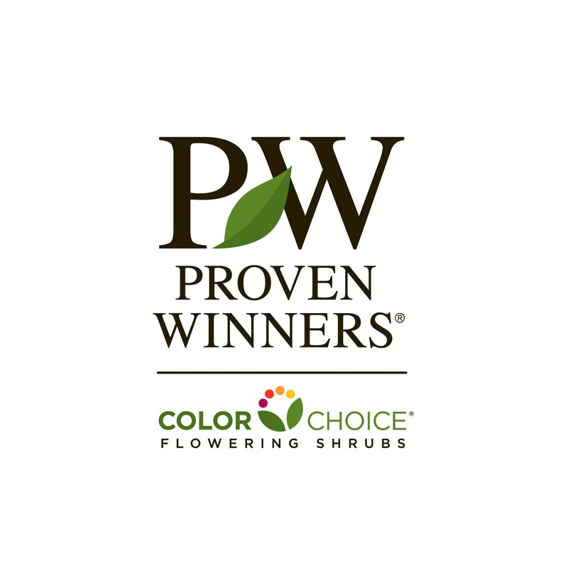 Sunny BoulevardĀ® St. John's Wort (Hypericum) - Image 5
