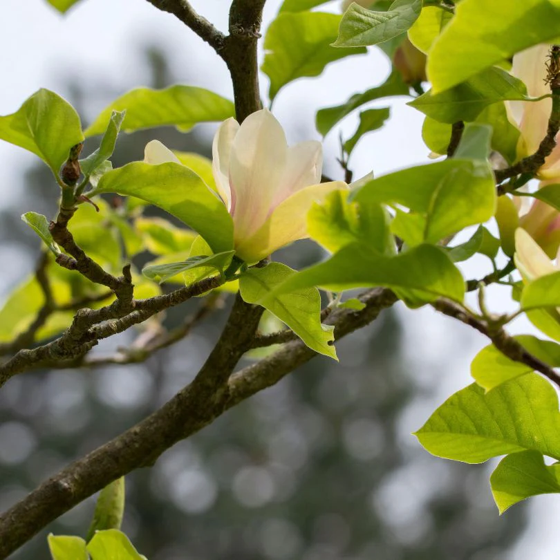 'Sunsation' Magnolia