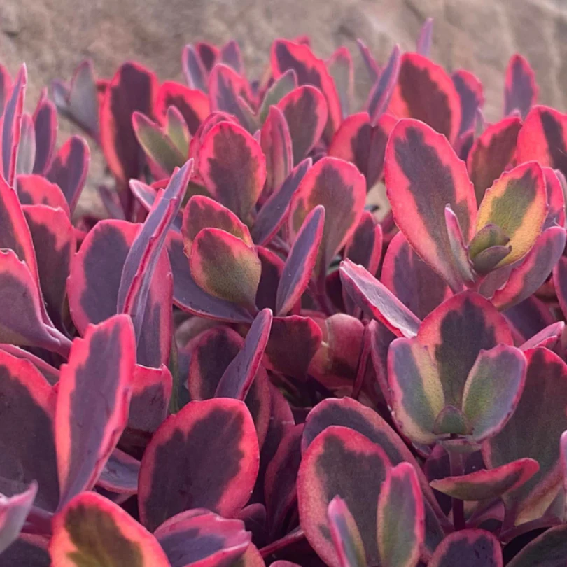 Sunsparkler® 'Dazzling Dynamite' Stonecrop (Sedum) - Image 2