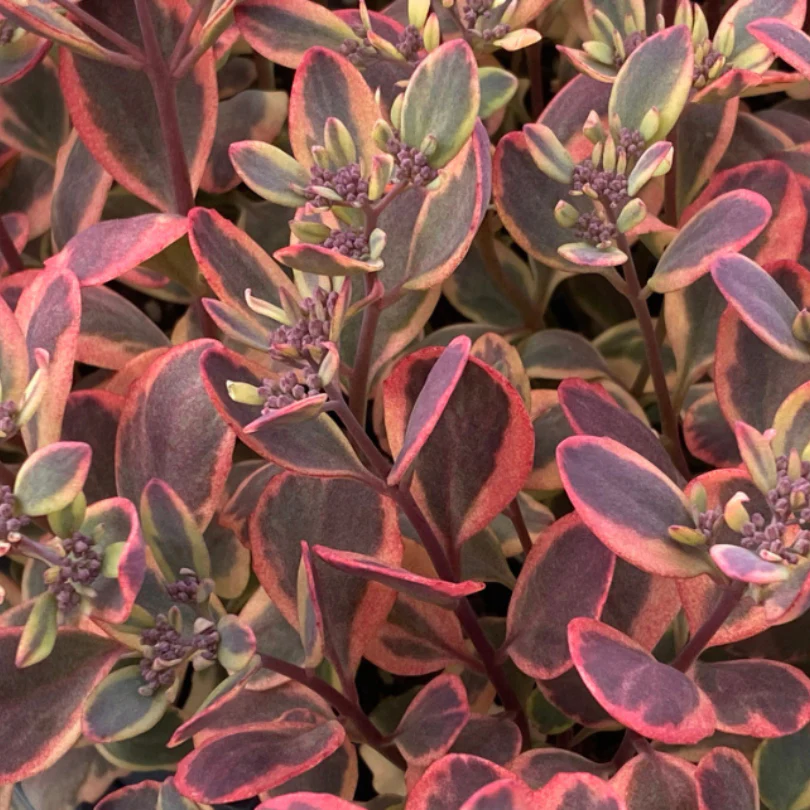 Sunsparkler® 'Dazzling Dynamite' Stonecrop (Sedum) - Image 3