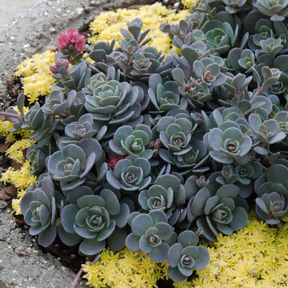 SunsparklerĀ® 'Blue Elf' Sedoro
