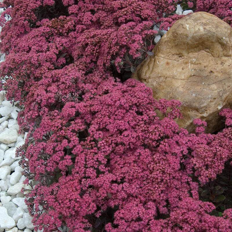Sunsparkler® 'Dazzleberry' Stonecrop (Sedum)