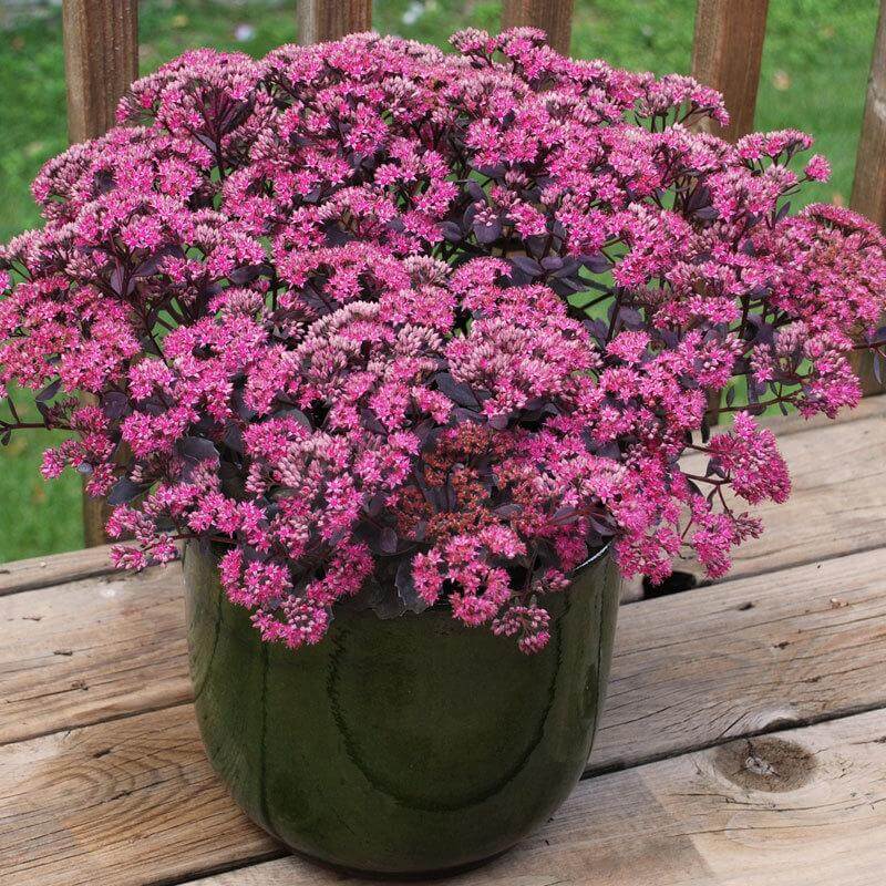 Sunsparkler® 'Dazzleberry' Stonecrop (Sedum) - Image 2