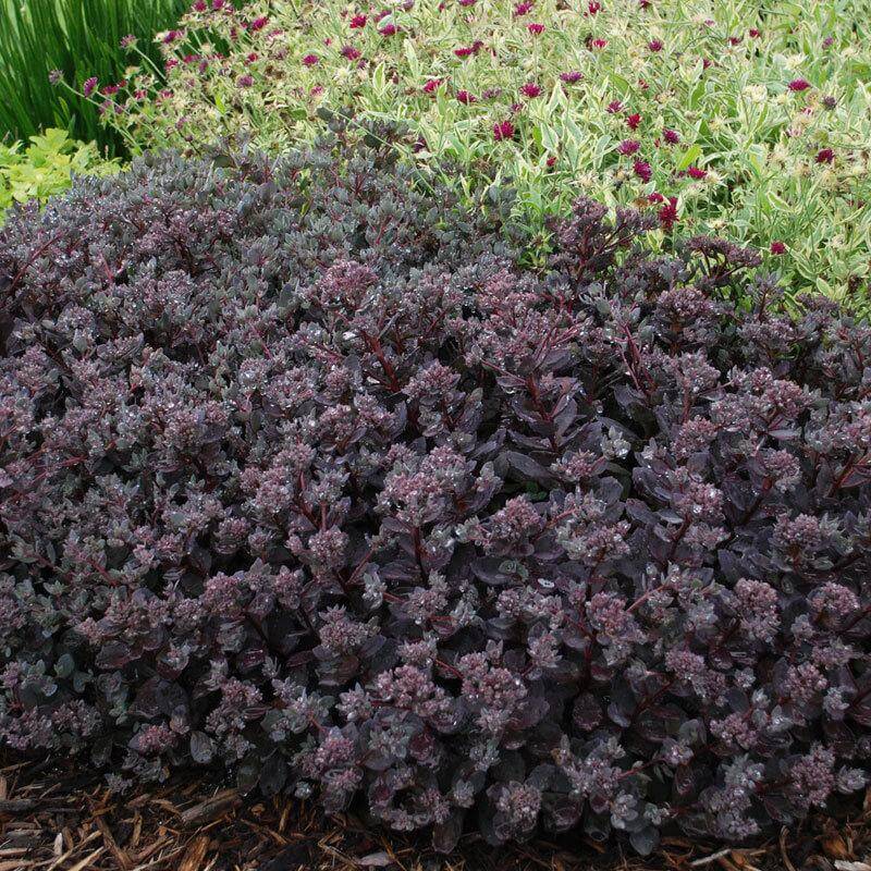 Sunsparkler® 'Dazzleberry' Stonecrop (Sedum) - Image 4