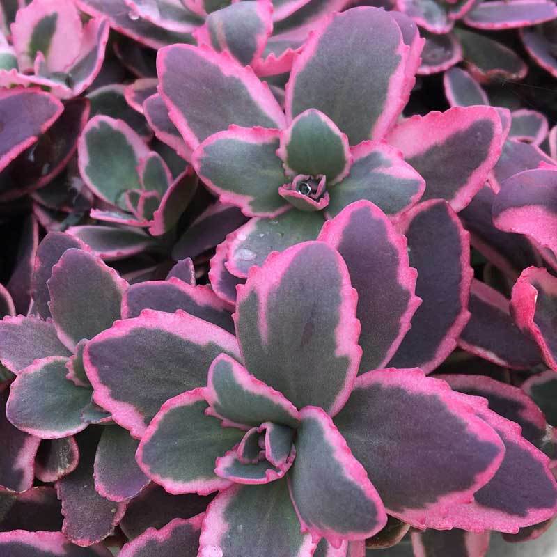 Sunsparkler® 'Dream Dazzler' Stonecrop (Sedum)
