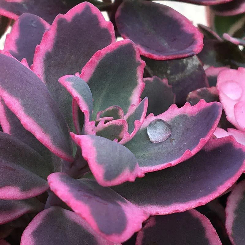 Sunsparkler® 'Dream Dazzler' Stonecrop (Sedum) - Image 2