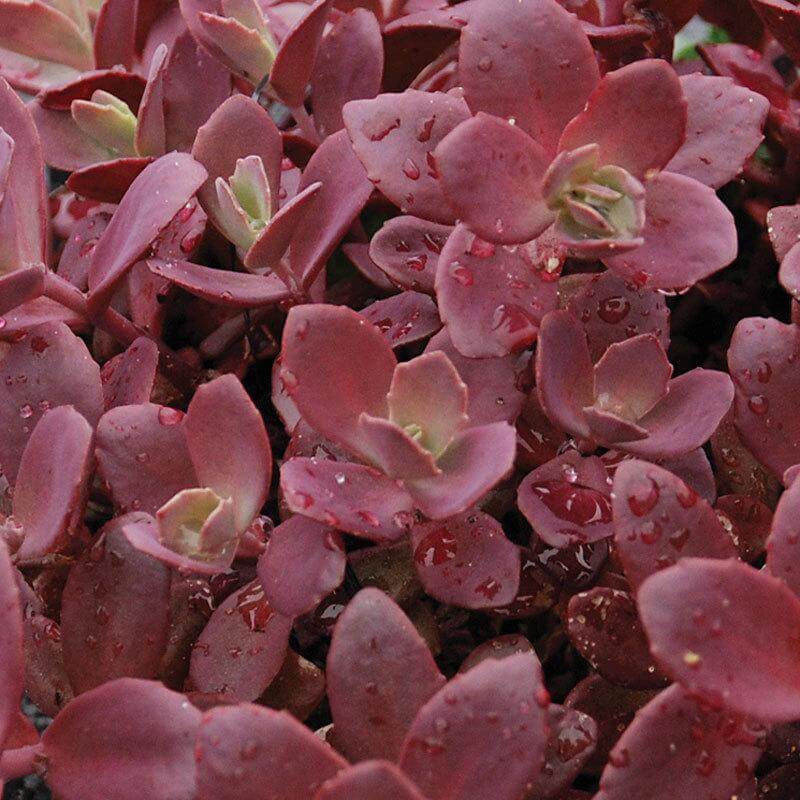 Sunsparkler® 'Firecracker' Stonecrop - Image 3