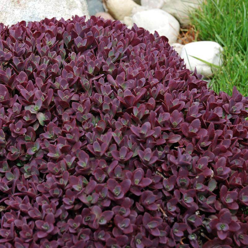 Sunsparkler® 'Firecracker' Stonecrop - Image 4
