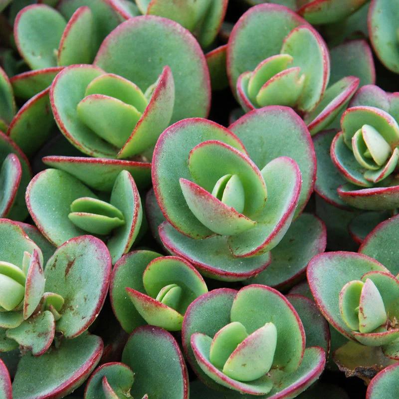Sunsparkler® 'Lime Zinger' Stonecrop (Sedum)