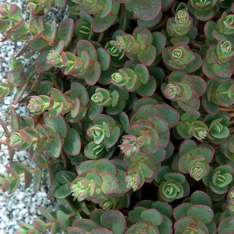 Sunsparkler® 'Lime Zinger' Stonecrop (Sedum) - Image 3
