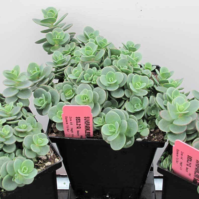 Sunsparkler® 'Lime Zinger' Stonecrop (Sedum) - Image 4