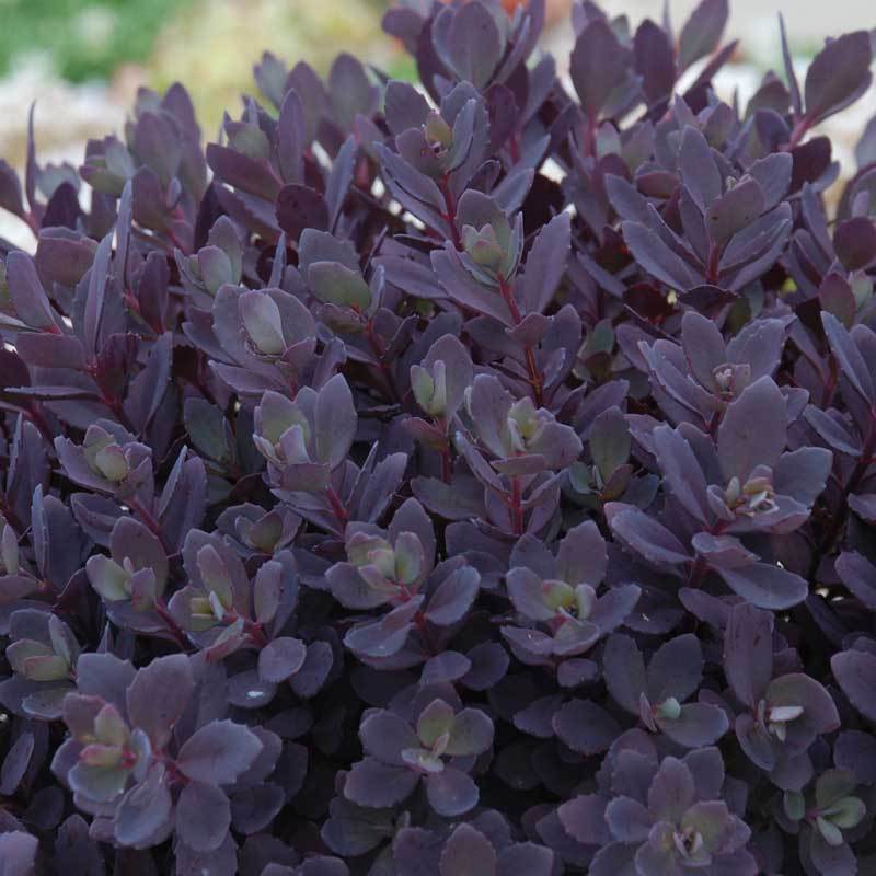 Sunsparkler® 'Plum Dazzled' Stonecrop (Sedum)