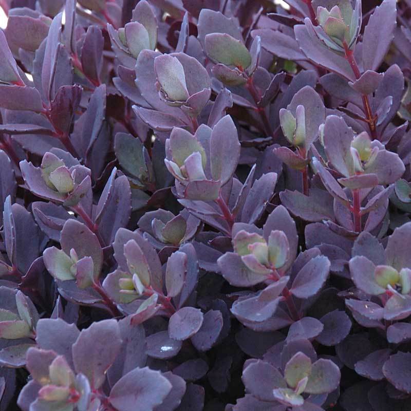 Sunsparkler® 'Plum Dazzled' Stonecrop (Sedum) - Image 3