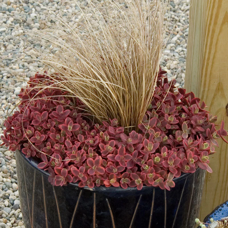 Sunsparkler® 'Wildfire' Stonecrop (Sedum) - Image 2