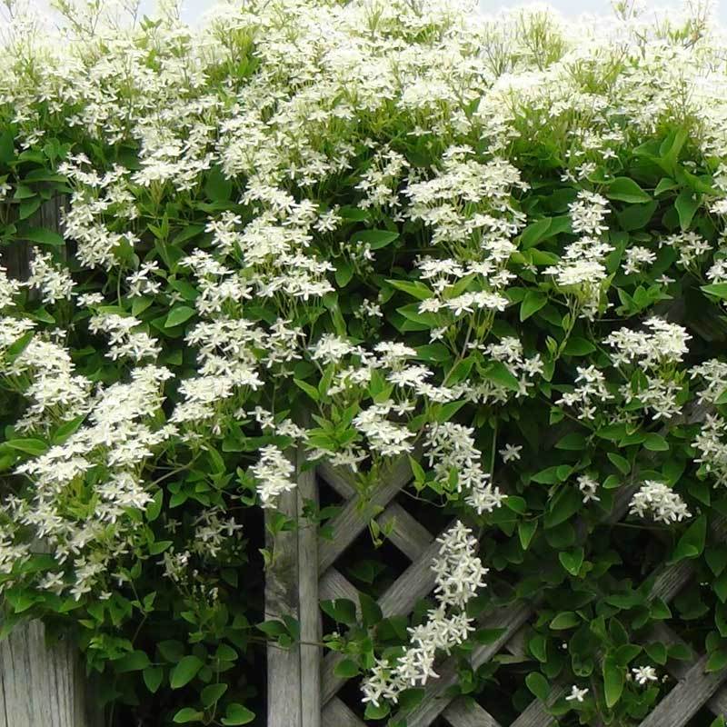 Sweet Autumn Clematis