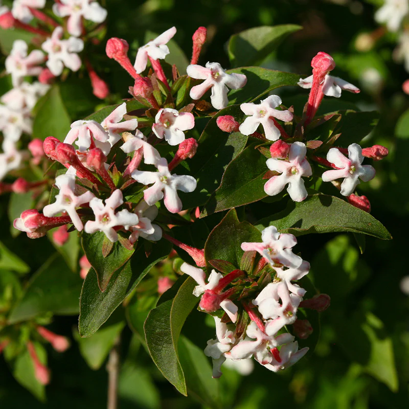 Sweet Emotion® Abelia - Image 3