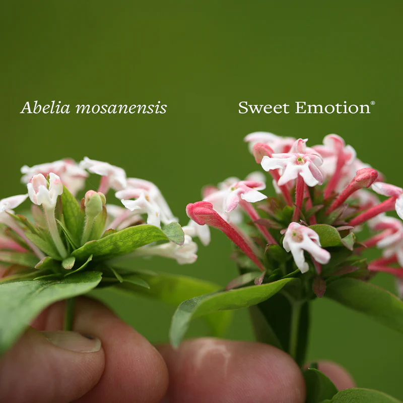 Sweet Emotion® Abelia - Image 4
