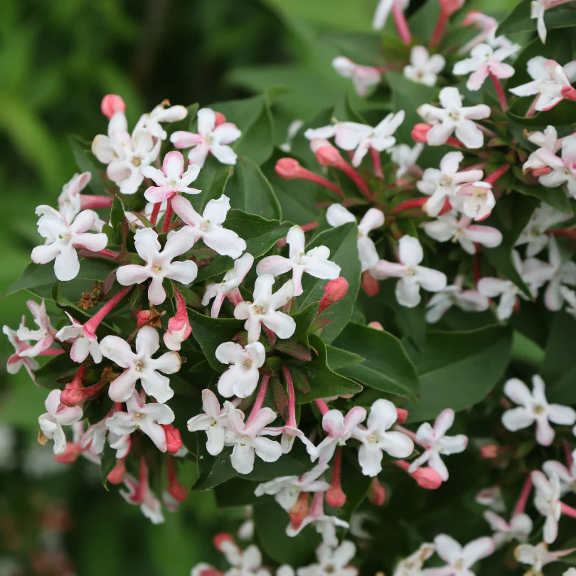 Sweet Emotion Blaze™ Abelia - Image 3