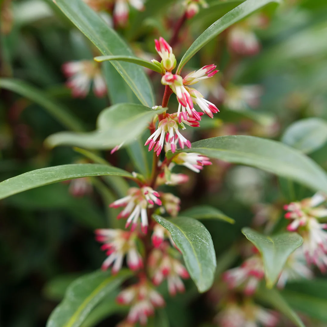 Sweet & Lo™ Sweet Box (Sarcococca) - Image 3