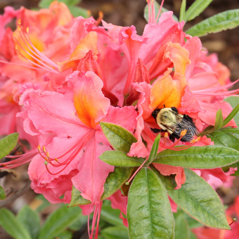 Sweet Reward™ Coral Azalea - Image 4