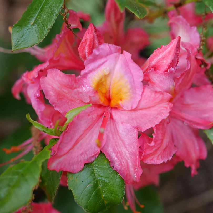 Sweet Reward™ Pink Azalea - Image 2
