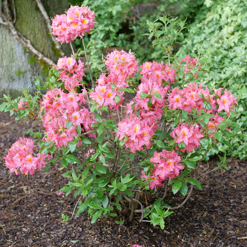 Sweet Reward™ Pink Azalea - Image 3