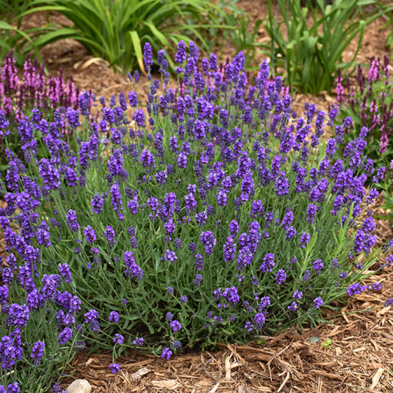 Sweet Romance® Lavender (Lavandula) - Image 3
