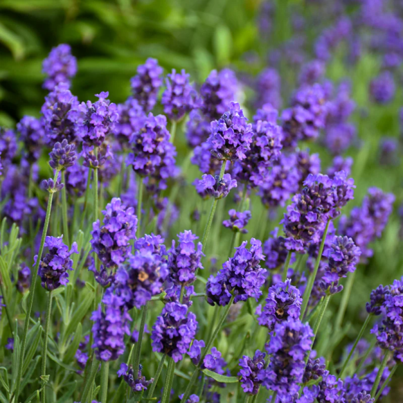 Sweet Romance® Lavender (Lavandula) - Image 4