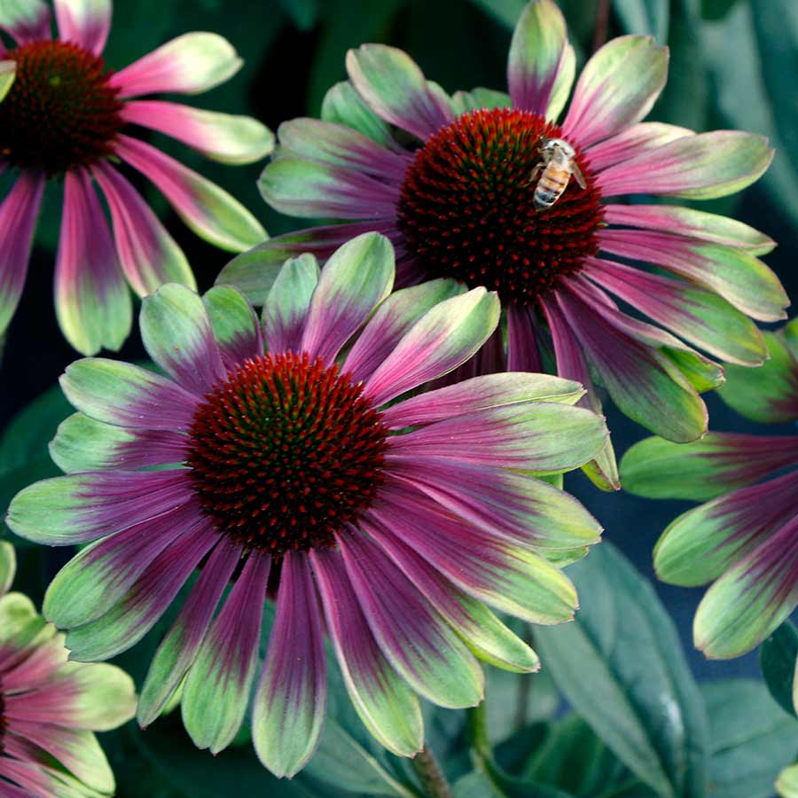 'Sweet Sandia' Coneflower (Echinacea)