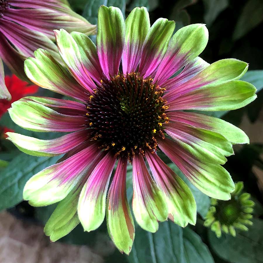 'Sweet Sandia' Coneflower (Echinacea) - Image 2