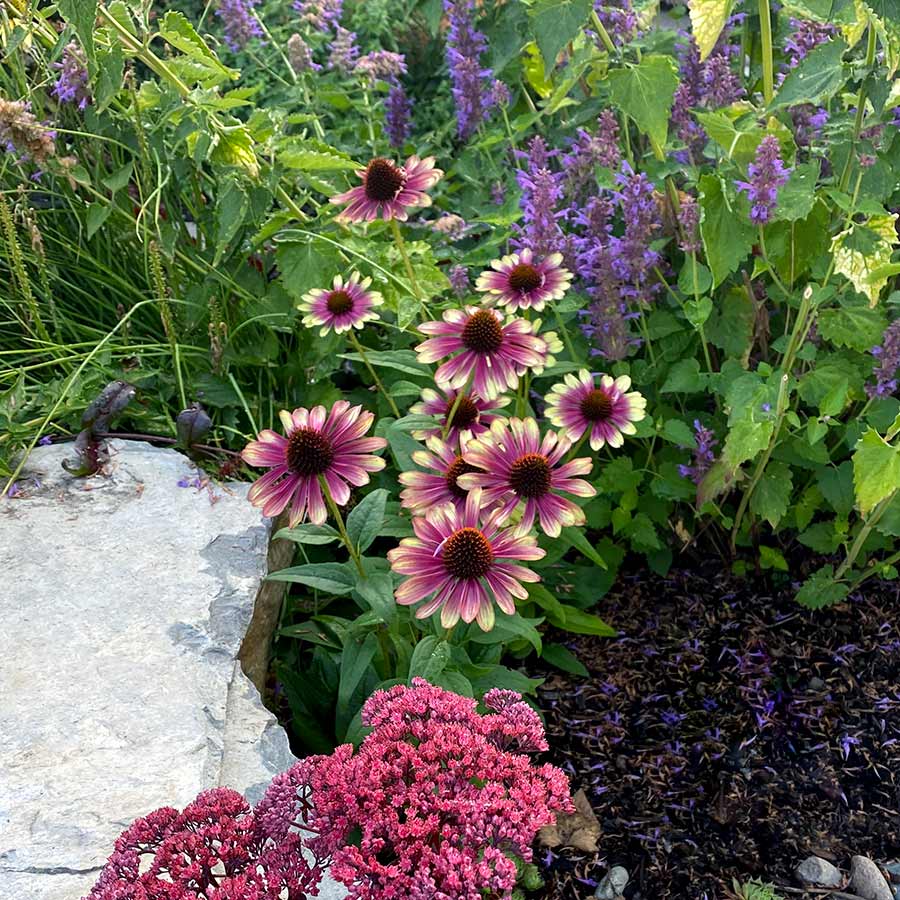 'Sweet Sandia' Coneflower (Echinacea) - Image 3