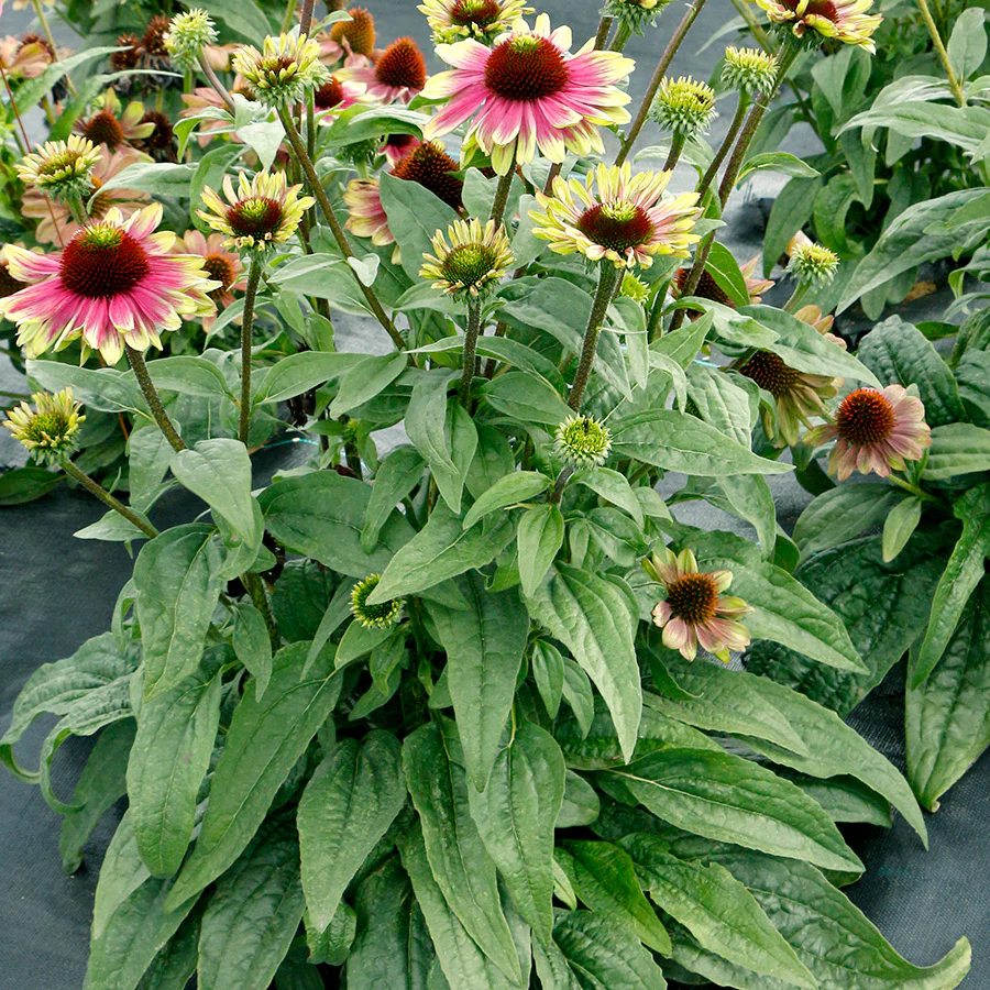 'Sweet Sandia' Coneflower (Echinacea) - Image 4