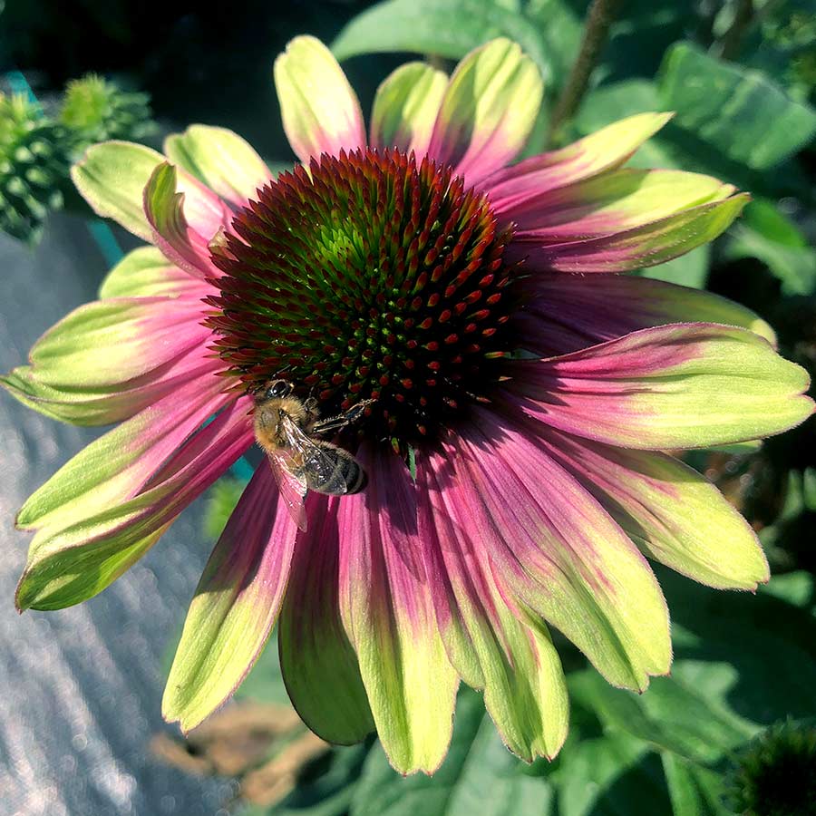 'Sweet Sandia' Coneflower (Echinacea) - Image 5