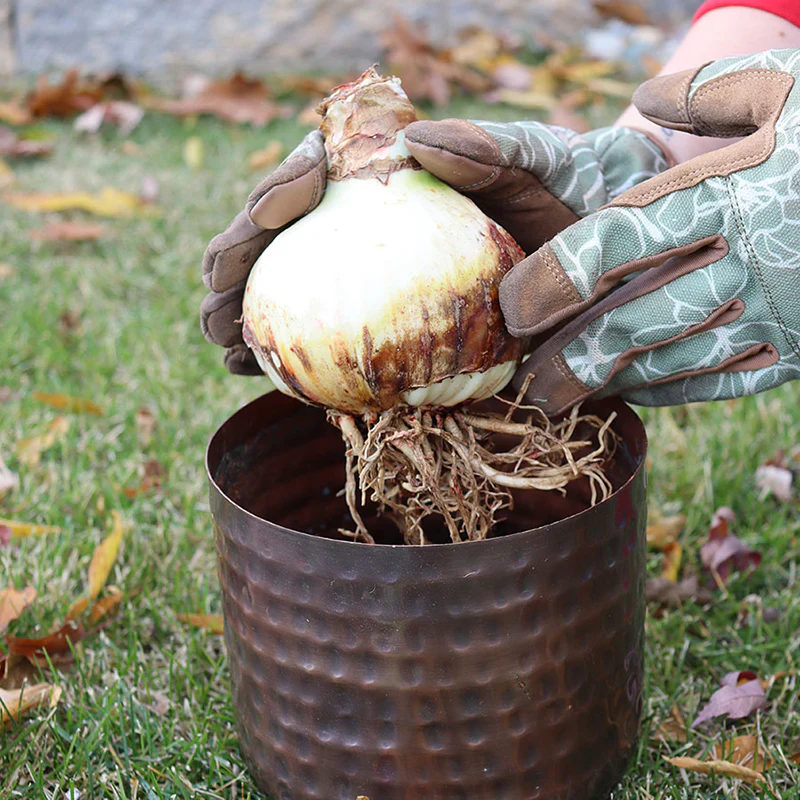 'La Paz' Amaryllis Bulb - Image 3