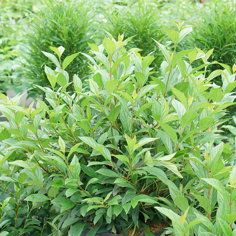 Sweet Talker® Fragrant Viburnum - Image 2